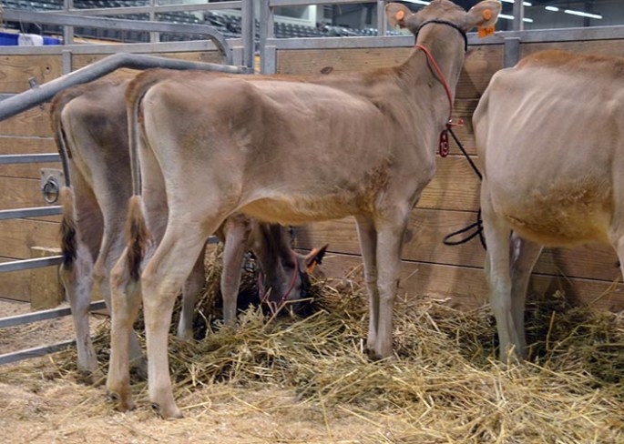 LOT 19 - GOFF VALSON 24273-ET GJPI 158 | GJUI +6.43 Born 12/13/2013 Consigned by Goff Dairy, NM