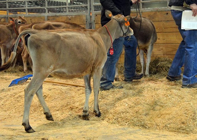 LOT 21 - GOFF COLTON 24083-ET GJPI 56 | GJUI +5.62 Born 12/1/2013 Consigned by Goff Dairy, NM
