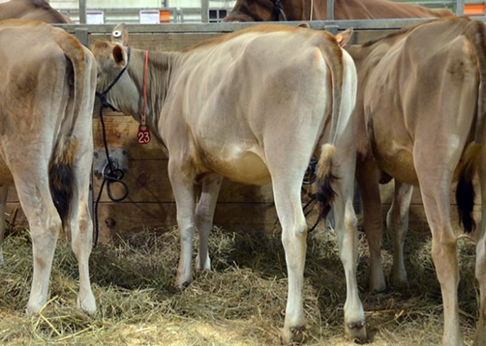 LOT 23 - OHIO VICTORY JACINTO 242  Born 9/12/2013 Consigned by Ohio State University, OH