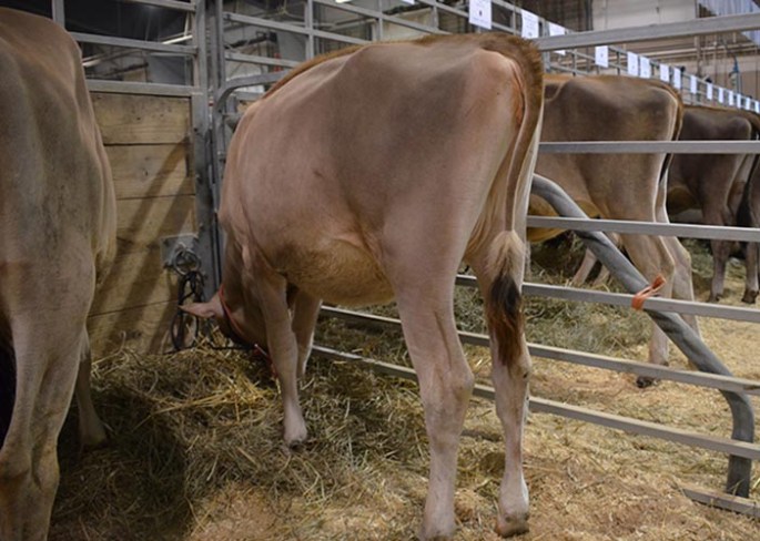 LOT 24 - IC FASTRACK SUGAR Born 9/19/2013 Consigned by Alice Young, OH