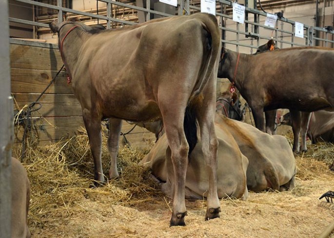 LOT 28 - REICH-DALE COMERICA SHAM Born 6/22/2013 Consigned by Autumn Reichard, PA