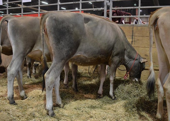 LOT 29 - MCGUIRES MINISTER SAGE Born 6/2/2013  Consigned by Kyle McGuire, OH