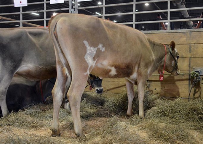 LOT 31 - S&B PT MARVEL FAWN-ET GJPI 190 | Born 5/27/2013 AI Interest Consigned by Matthew Steiner, OH