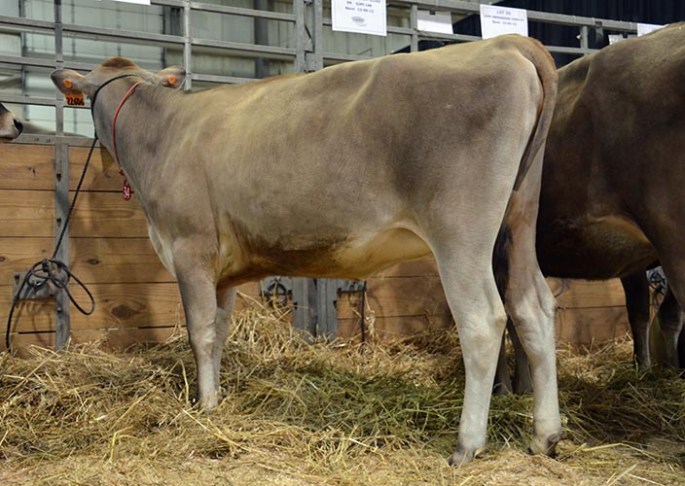 LOT 34 - GOFF VENERABLE 22606-ET Born 3/3/2013 Consigned by Goff Dairy, NM