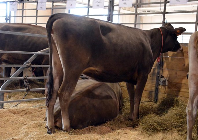LOT 41 - GOFF DIMENSION 22251 GJPI 191 | Born 12/21/2012 AI Interest  Consigned by Goff Dairy, NM