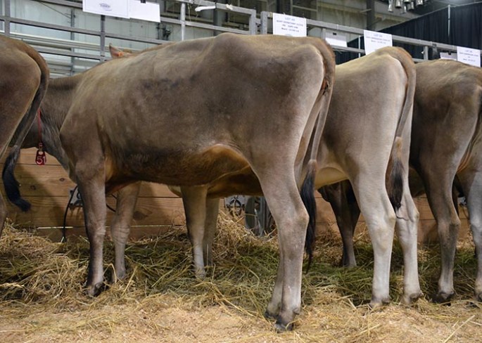 LOT 51 - GOFF IRWIN 22029-ET GJPI 97 | GJUI +5.40 Born 12/1/2012 Bred 2/27/2014 to 14JE621 "Thor" Consigned by Goff Dairy, NM