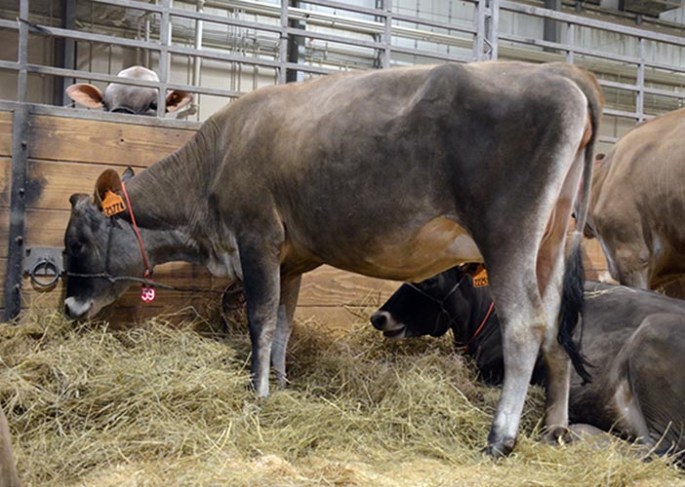 LOT 59 - GOFF TOPEKA 21774-ET GJPI 177 | Born 9/17/2012 Bred 9/17/2013 to 200JE180 "Mantra" Consigned by Goff Dairy, NM