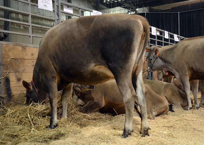 LOT 60 - GOFF TOPEKA 21750-ET Born 9/13/2012 Due in August, 2014 to 200JE511 "Bruce"