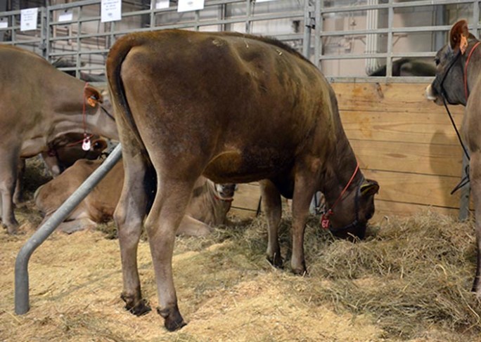 LOT 67 - JUPITER 2170 Born 12/19/2012 Bred 3/5/2014 to 29JE3860 to "Pilgrim" Consigned by Allen Albright and Family, OH