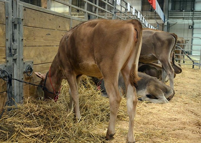 LOT 7 - PUZZLES RAYNA-ET GJPI 176 | GJUI +5.05 Born 12/4/2013 Consigned by Gene Iager & Craig Walton, OH