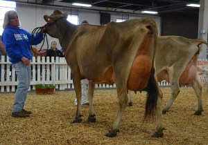 4-YEAR-OLD CLASS 1st - Lot 58 - Senn-Sational Iatola Abigail, consigned by Backwoods Jerseys, KY