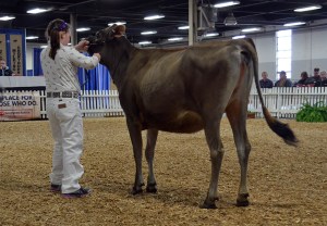 INTERMEDIATE YEARLING Lot 30 - T-way Minister Babe-ET, consigned by Shelby Rader, PA