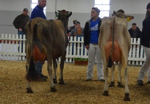 JUNIOR 2-YEAR-OLD CLASS 1st - Lot 39 - JJF Shine Tuna, consigned by Ted Dement, IL