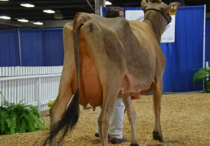 JUNIOR 3-YEAR-OLD CLASS 1st - Lot 52 - SMJ Plus Ginger, consigned by Trans-Ova Genetics, IA