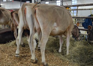 LOT 10 - HEARTLAND SANTIAGO AINSLEY-ET Born 9/29/2013 | Senior Calf  GJPI 194 | GJUI +4.60 AI Interest Consigned by Heartland Jerseys, KS