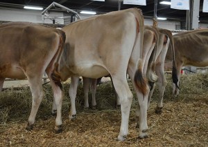 LOT 12 - PBJ JIM GOLDIE Born 9/22/2013 | Senior Calf Consigned by Joey Pendleton and Freeman Brundidge, KY