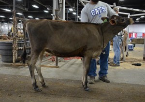 LOT 14 - CARDINALVU TEQUILA SUNRISE-ET Born 9/10/2013 | Senior Calf Consigned by Kevin Wild, IL Click on Picture for Video