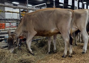 LOT 17 - KCJF RELENTLESS BOMBER Born 9/3/2013 | Senior Calf Consigned by Brady Core, KY
