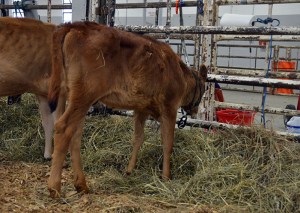 LOT 2 - BACKWOODS AMBER Born 2/1/2014 | Intermediate Calf Consigned by Backwoods Jerseys, KY