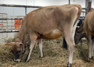 LOT 21 - GEMINI GINNY Born 6/27/2013 | Summer Yearling Consigned by Michael H. Rider, KY