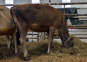 LOT 26 - GORDONS ADREAS LITTLE COOKIE Born 6/1/2013 | Summer Yearling Entered in the 2016 National Jersey Jug Futurity Consigned by Phil Gordon and Gordon Farms, IN