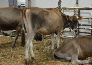 LOT 29 - FREEMAN CRITIC STORMY-P-ET Born 3/21/2013 | Jr. Yearling GJPI 161 | GJUI +5.93 Consigned by David & Diana Freeman, IL AI Interest