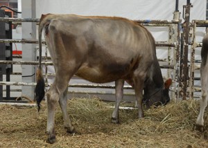 LOT 30 - T-WAY MINISTER BABE-ET Born 12/5/2012 | Intermediate Yearling Bred 2/17/2014 to 7JE1038 "Valentino" Consigned by Shelby Rader, PA Click on Picture for Video