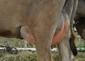 LOT 33 - CLAY HILL BELLA II Born 6/8/2012 | Jr. 2-Yr-Old Fresh 3/8/2014 Consigned by James Arnold, IN