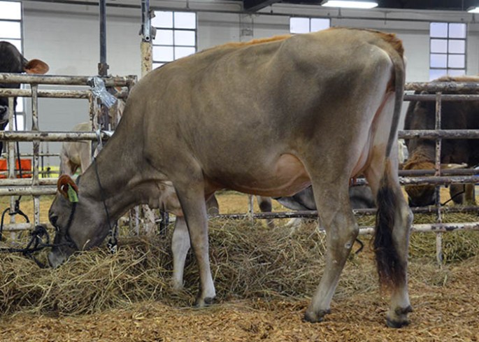 LOT 34 - CARDINALVU FIRE EMBER-ET Born 6/7/2012 | Due 6/1/2014 to 29JE3756 "Premier" Consigned by Kevin Wild, IL