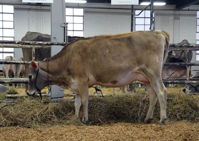 LOT 35 - CLAY HILL LESLIE Born 5/27/2012 | Jr. 2-Year-Old Due 6/2/2014 to 29JE3506 "Impuls Legal" Consigned by James Arnold, IN