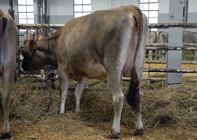 LOT 36 - MULTI-ROSE ON-TIME 4835 Born 5/18/2012 | Jr. 2-Year-Old Due 6/22/2014 to 7JE1242 "Nitro" Consigned by Multi Rose Jerseys, Inc., IA