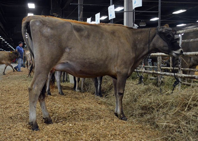 LOT 37 - WF VERB BESSIE Born 4/20/2012 | Jr. 2-Year-Old  Due 6/23/2014 to 94JE3720 "Hired  Gun" Consigned by Waverly Farm, VA