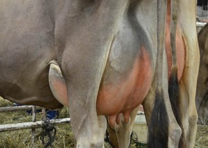 LOT 39 - JJF SHINE TUNA Born 3/19/2012 | Jr. 2-Yr-Old Fresh 3/24/2014 Consigned by Ted Dement, IL 