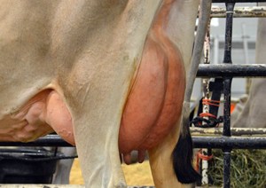 LOT 41 - BARHAMS LOVE MACHINE ROSIE Born 3/14/2012 | Jr. 2-Yr-Old Fresh 1/27/2014 Consignedy by Richard Barham, TN