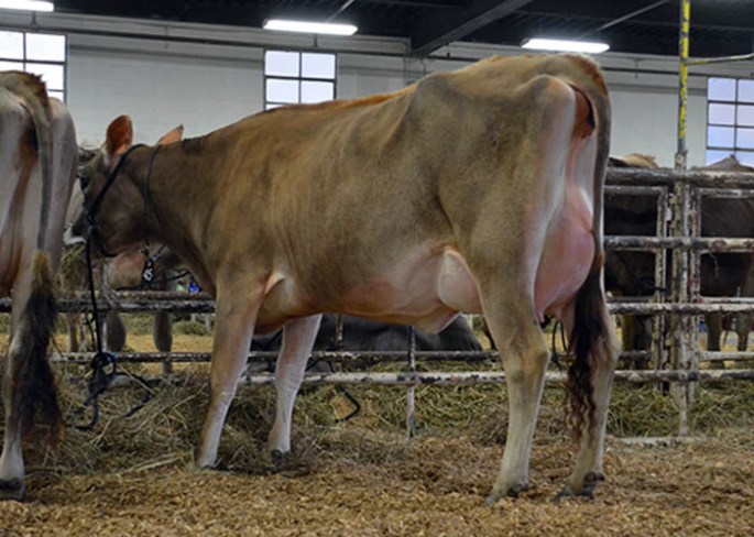 LOT 45 - CLAY HILL VALERY  Born 1/15/2014 | Soon to Calve Sr. 2-Year-Old Due ANY MOMENT to Clay Hill Impuls Nut Job Consigned by James Arnold, IN