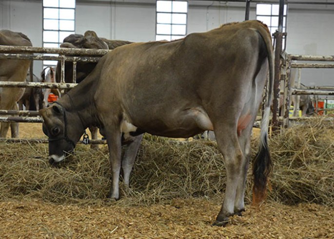 LOT 47 - CUMBERLAND ACTION PHOENIX Born 12/13/2011 | Uncalved Sr. 2-Year-Old Due 4/22/2014 to 54JE588 "Grang-Prix" Consigned by Dustin and Callie Adkins, KY