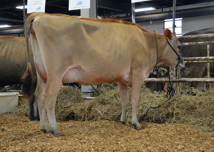 LOT 48 - KESSLERS CELEBRITY BELLE Born 11/15/2011 | Uncalved Sr. 2-Year-Old Due After June 2014 (Pregnant 5 1/2 to 6 months) to Kesslers Medalist Trophy-ET Consigned by Jera, Kyla, Keaton Kessler, KY