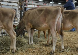 LOT 5 - FREEMANS ECLIPES MERRYANN-P-ET Bron 12/2/2013 | Intermediate Calf Consigned by David Freeman, IL