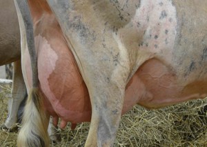 LOT 56 - MILLERS JUSTICE FRAN Born 9/4/2010 | Sr. 3-Year-Old Fresh 3/4/2014  Consigned by Dick Miller Family, IN