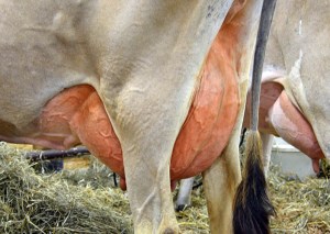 LOT 57 - MILLERS HENRY FELICIA Born 6/2/2010 | 4-Yr-Old Fresh 3/14/2014 Consigned by Dick Miller and Family, IN