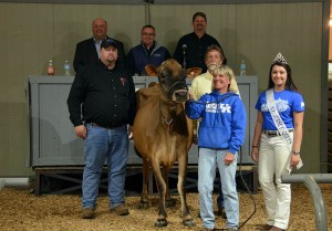 THIRD HIGH SELLER (TIE) Lot 58: Senn-Sational Iatola Abigail was sold to Jason Cast, NE for $5,100 and was consigned by Craig and Sharon Pagett, Backwoods Jerseys, KY (on the halter and behind). Kentucky Jersey Queen, Rachel Hinton and sale staff of Jason Robinson, Herby Lutz, Chris Lundgren and Lynn Lee are in the ring.