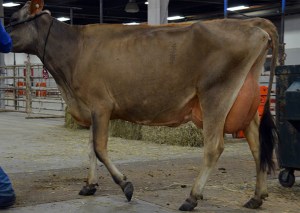 LOT 58 - SENN-SATIONAL IATOLA ABIGAIL Born 2/2/2010 | 4-Yr-Old  Fresh 2/1/2014 Consigned by Backwoods Jerseys, KY