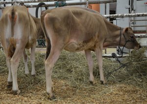 LOT 6 - HUBBELLS VALENTINO BRANDY Born 12/1/2013 | Intermediate Calf Consigned by the Keith Hubbell Family, IN