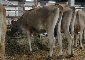 LOT 9 - OLLIE VR MILA Born 12/1/2013 | Intermediate Calf Consigned by Curtis Lee Strange, Jr., KY