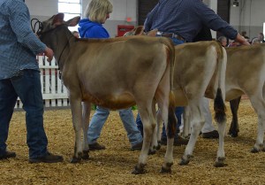 SENIOR CALF CLASS Lot 17 - 1st - KCJF Relentless Bomber, consigned by Brady Core, KY Lot 16 - 2nd - Backwoods Katie, consigned by Backwoods Jerseys, KY