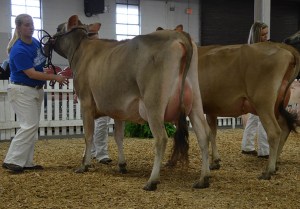 SENIOR 2-YEAR-OLD CLASS 1st - Lot 45 - Clay Hill Valery, consigned by James Arnold, IN
