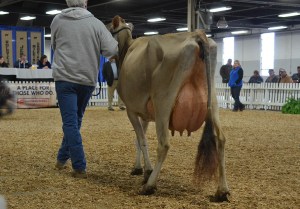 SENIOR 3-YEAR-OLD CLASS 1st - Lot 56 - Millers Justice Fran, consigned by Dick Miller & Family, IN