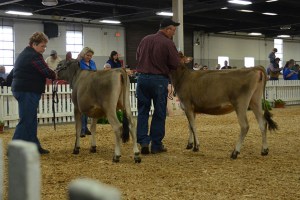 SUMMER YEARLING CLASS Lot 23 - 1st - DKG Grand Prix Patch, consigned by John and Donna Greiwe and Family, OH Lot 21 - 2nd - Gemini Ginny, consigned by Michael Rider, KY