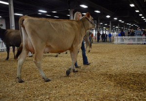 UNCALVED 2-YEAR-OLDS 1st - Lot 48 - Kesslers Celebrity Belle, consigned by Kessler Family, KY