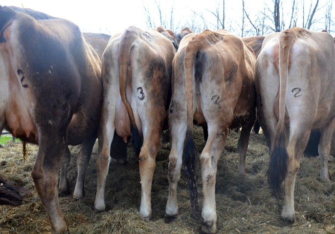 Click on this picture to watch the video of the 2nd and 3rd Trimester heifers from the Northeast Jersey Classic and Breeder's Sale. There are roughly 43 2nd Trimester and 34 3rd Trimester heifers to go through the ring on Saturday. Some are very close to calving!